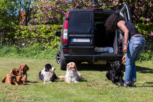 Gassi gehen, Dogwalker, Hundeausführer in Berlin