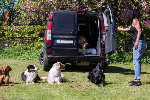 Eindrücke vom Dogwalking, Gassi gehen von Indira Paasch - Menschensköter