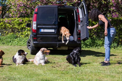 Dogwalker MenschensKöter, Hundeausführerin Indira Paasch