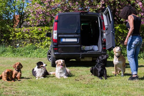 Dogwalker, Hundeausführdienst, Hundeausführerin, Gassi gehen