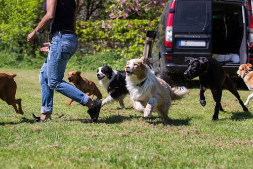 Dogwalker, Hundeausführer, Gassi gehen, Auslauf