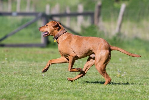 Eindrücke Dogwalking