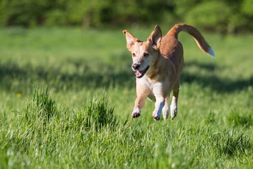 Indira Paasch Hundeausführerin in Berlin