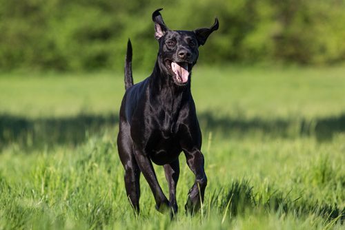 Dogwalking in Berlin von Indira Paasch