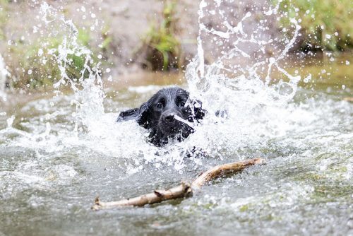 Eindrücke Dogwalking