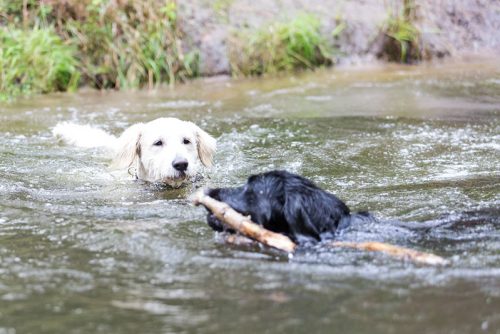 Eindrücke Dogwalking