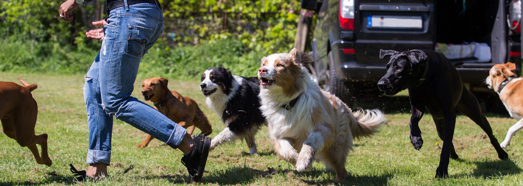 Dogwalking von Indira Paasch - MenschensKöter