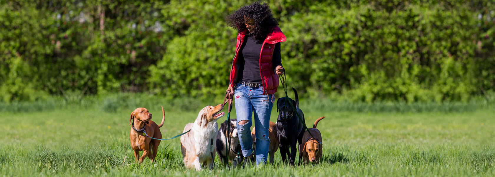 Dogwalking von Indira Paasch - MenschensKöter