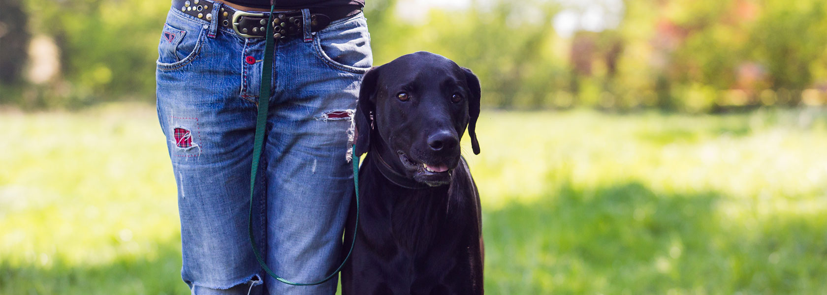 Training für Hunde von Indira Paasch in Berlin